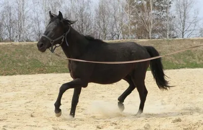 Карачаевская лошадь - 71 фото