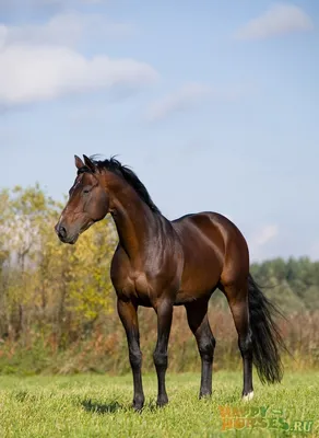 Коллекция лошадей Тимирязевской академии пополнилась новыми породами |  Новости РГАУ-МСХА