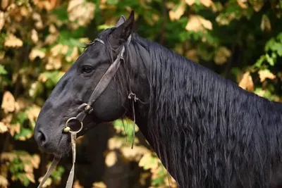 Карачаевская порода лошадей (01.05.2015) - YouTube