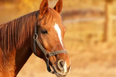 Карачаевская порода лошадей | ЛОШАДИ | Дзен