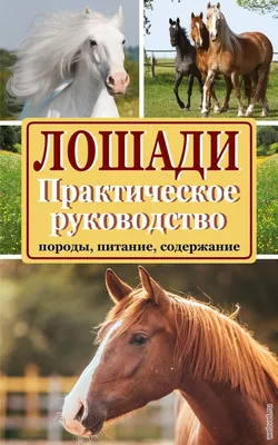 Карачаевкая лошадь