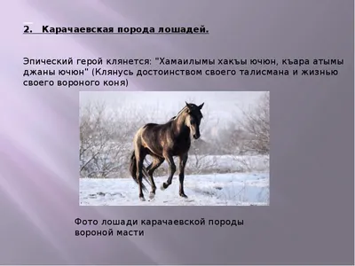 Англо-карачаевская Лошадь Россия Выездка Продажа Абрек