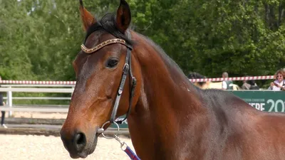 Карачаевская лошадь (47 лучших фото)