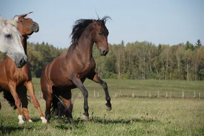 Карачаевская порода коняг | Лошади Amino•[RUS]• Amino