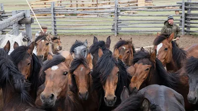 Карачаевская порода лошадей #жеребец #къпорода #лошади #кони #природа ... |  TikTok