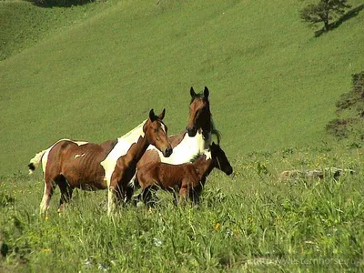 Из Карачаево-Черкесии отправили в Севастополь 18 лошадей | СЕЛЬСКОЕ  ХОЗЯЙСТВО | АиФ Ставрополь