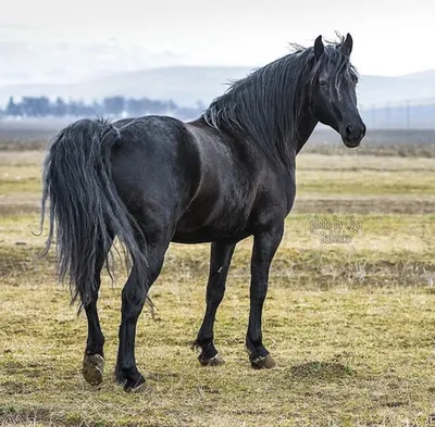 Карачаевская лошадь на фоне Главного Кавказского хребта — Фото №296962