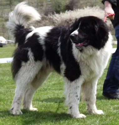 Каракачанская собака — Википедия