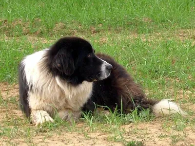 Karakan .. Amazing Central Asian Ovacharca dog | Alabai dog, Dog yard,  Giant dogs