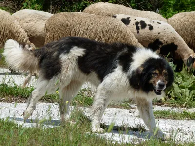 Каракачанская собака не возвращается после боя с поджатым хвостом - Общество