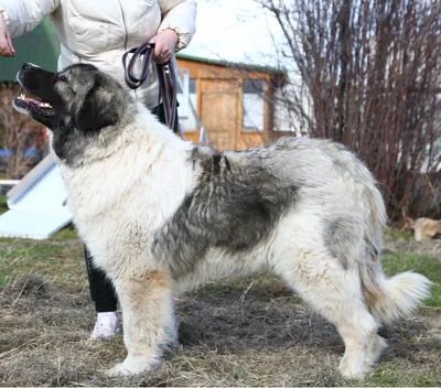 Собака Кай в добрые руки - Муниципальный приют для безнадзорных животных в  Южном административном округе города Москвы.