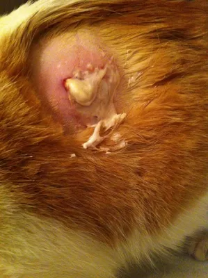Какие симптомы у кошки после укуса клеща