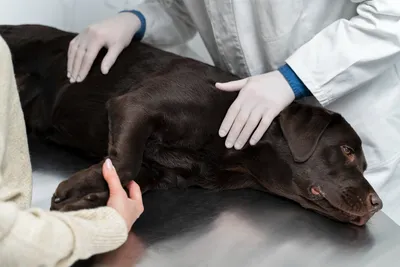 Кожные заболевания у собак: признаки и лечение