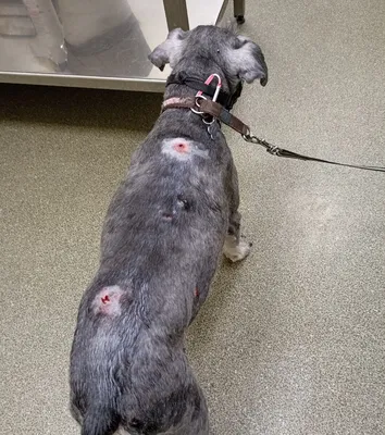 Собака Sheperd с операцией Entropion в ветеринарной клинике Стоковое Фото -  изображение насчитывающей гнойник, успокаиванный: 168890960