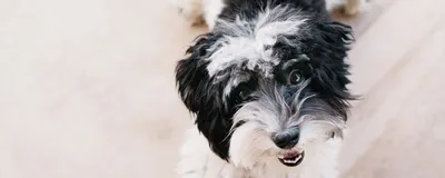 Остеомиелит у собаки - основные признаки и варианты лечения