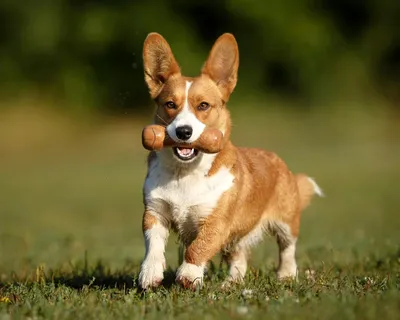 Вельш корги кардиган - это активная порода собак, которая любит игры и  прогулки.