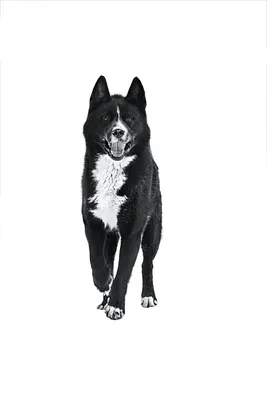 Карельская медвежья собака | Royal Canin UA