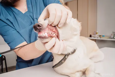 собаки имеют проблемы с полости рта известняка гингивит кариес. плохой зуб  Стоковое Изображение - изображение насчитывающей потеряно, пушисто:  226840921