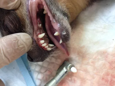 Зубной камень у собак: причины, удаление, профилактика в домашних условиях