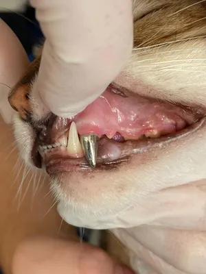 собаки имеют проблемы с полости рта известняка гингивит кариес. плохой зуб  Стоковое Изображение - изображение насчитывающей потеха, опасно: 226841023