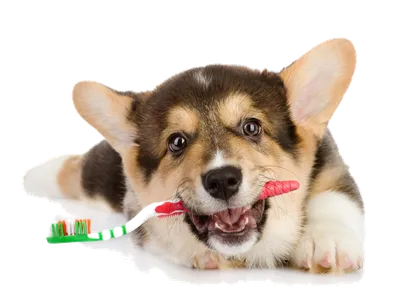 собаки имеют проблемы с полости рта известняка гингивит кариес. плохой зуб  Стоковое Изображение - изображение насчитывающей собаки, доктор: 226840879