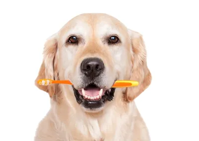 Дентальный рентген зубов собак и других животных в Москве – узнайте цены и  запишитесь сделать снимок челюсти собаки в «Джунгли»