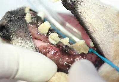 собаки имеют проблемы с полости рта известняка гингивит кариес. плохой зуб  Стоковое Фото - изображение насчитывающей открыто, пластина: 226840958