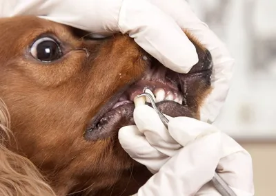 Кинолог рассказал, как не допустить проблем с зубами у собак