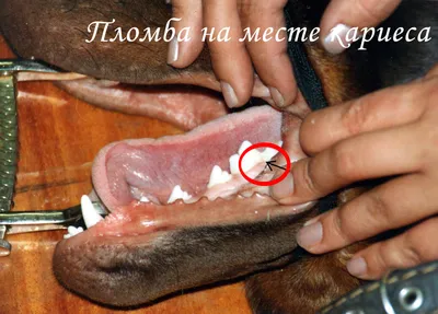 Как чистить зубы собаке - Собаки обзор на Gomeovet