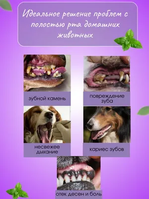 Dr. Mao Зубная паста для собак и кошек с щетками
