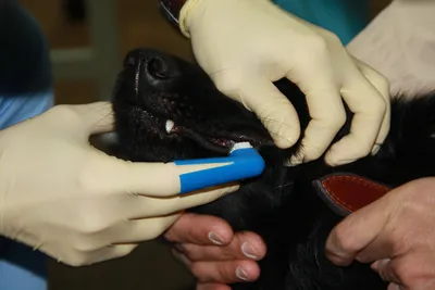 Как правильно чистить зубы собаке 🐶 с какого возраста, как долго и чем