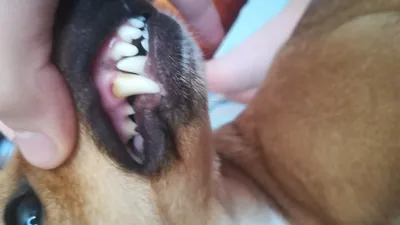 Терапия зубов для домашних животных Стоматологическая клиника Доктора  Ромашовой