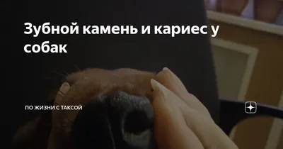 Ответы Mail.ru: Кариес у собаки