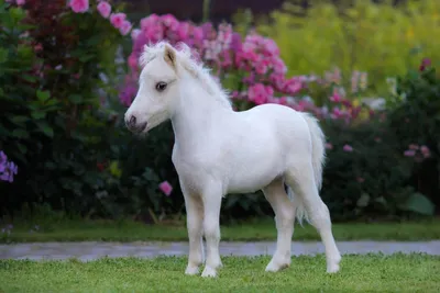 АМНА – Американская миниатюрная лошадь. Всё о породе