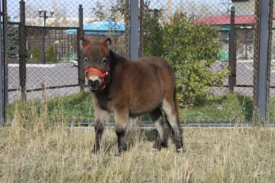 Карликовая лошадь · Лошадиные · Непарнокопытные · МЛЕКОПИТАЮЩИЕ · Животные  · Муниципальное Бюджетное Учреждение Культуры «Зоопарк» - официальный сайт
