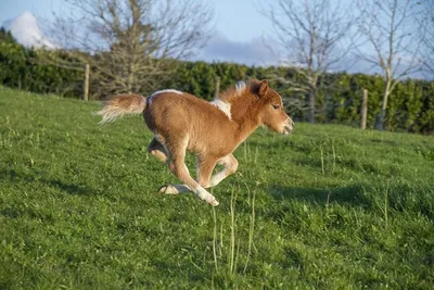 Пони. Красивая мини лошадь на ферме Стоковое Фото - изображение  насчитывающей жеребец, недоуздок: 193727048