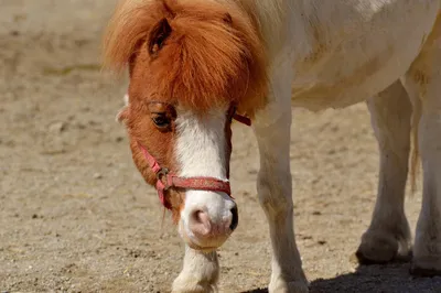 Самая маленькая лошадь | Пикабу