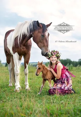 Мини лошадь карлика на ферме лошадь осленка мини Стоковое Фото -  изображение насчитывающей лошадиный, поголовье: 91649706