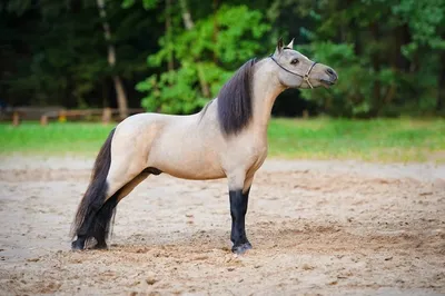 Мини лошадь, цена 39500 руб. купить в Челябинске