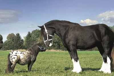 Карликовые пони: как появились миниатюрные версии лошадей | Правила жизни |  Дзен