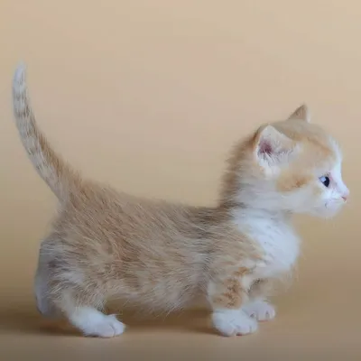 Самые маленькие породы кошек: 8 вечных котят | Про Кошек | Дзен