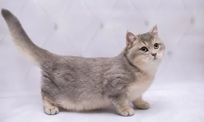 Карликовые и миниатюрные кошки | Советы Умного Кота | Дзен