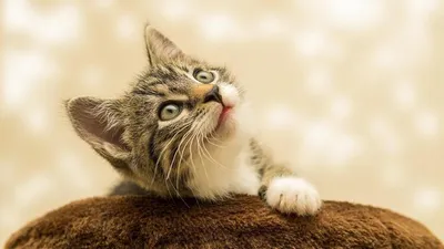Дикие кошки и их мини-двойники - Питомцы Mail.ru