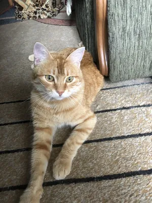 Фрэнсис — 13-летний кот с карликовостью. Он выглядит как котенок