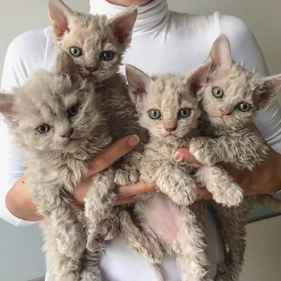 10 карликовых пород кошек