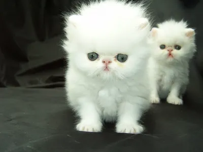 Маленькие котята» — создано в Шедевруме
