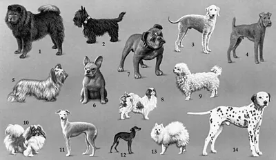 Карликовые собаки: маленькие размеры, большое сердце | Лучший Друг: Всё о  Собаках | Дзен