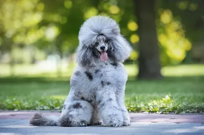 Карликовые породы собак самые маленькие (73 фото) - картинки sobakovod.club