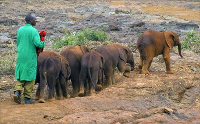 Карликовые слоны фото 