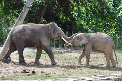 Мифические циклопы и карликовые слоны | Пикабу